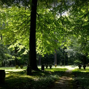 pexels-pixabay-219714